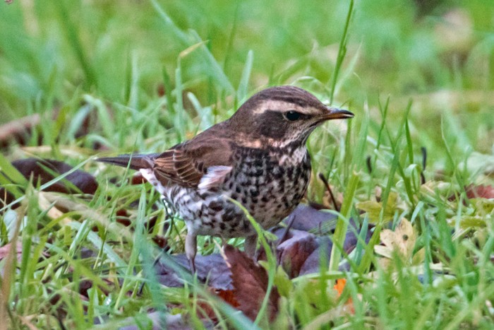 Dusky Thrush