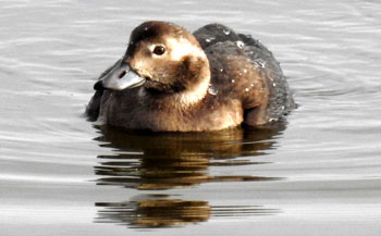 Long-tailed Duck