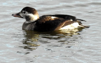 Long-tailed Duck