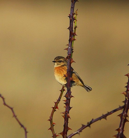 Stonechat