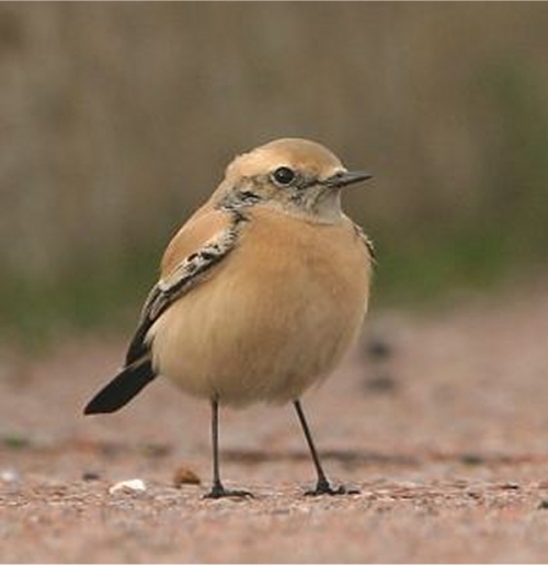 Desert Wheatear