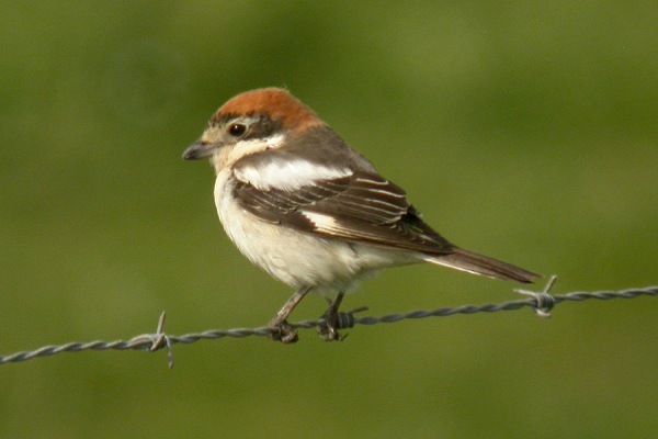 Woodchat Shrike