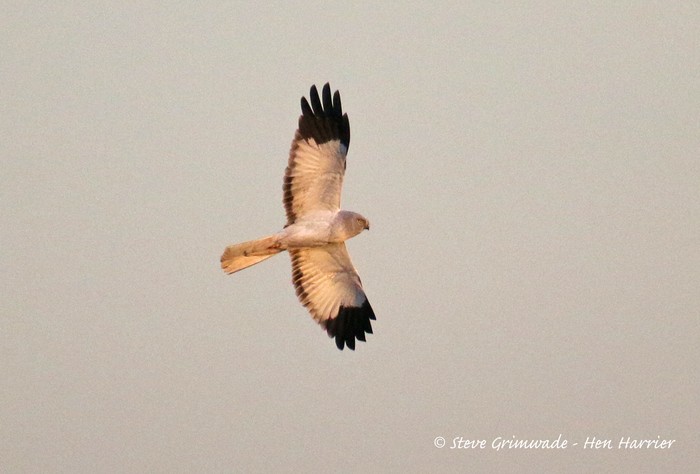 Hen Harrier