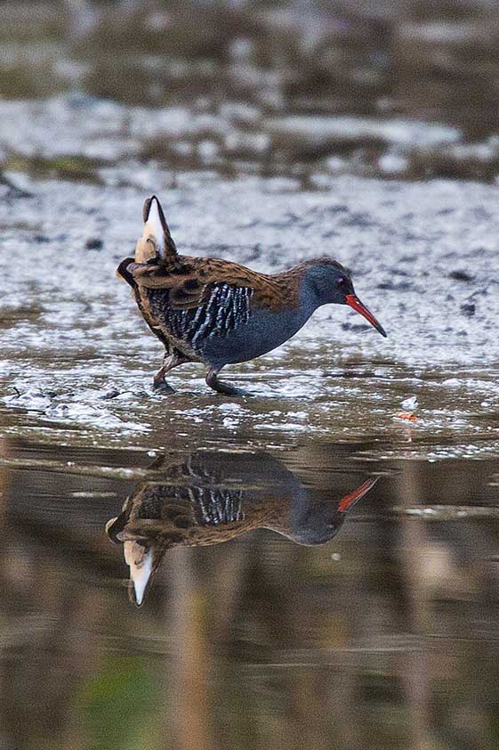 Water Rail