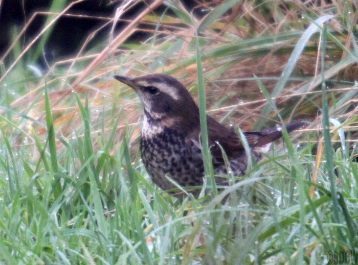 Dusky Thrush