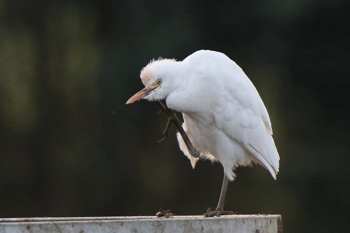 Cattle Egret
