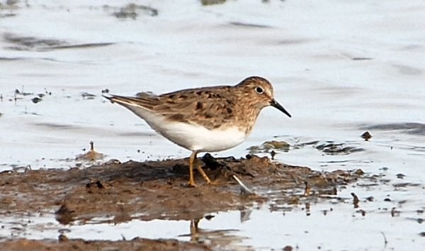 Temminck's Stint