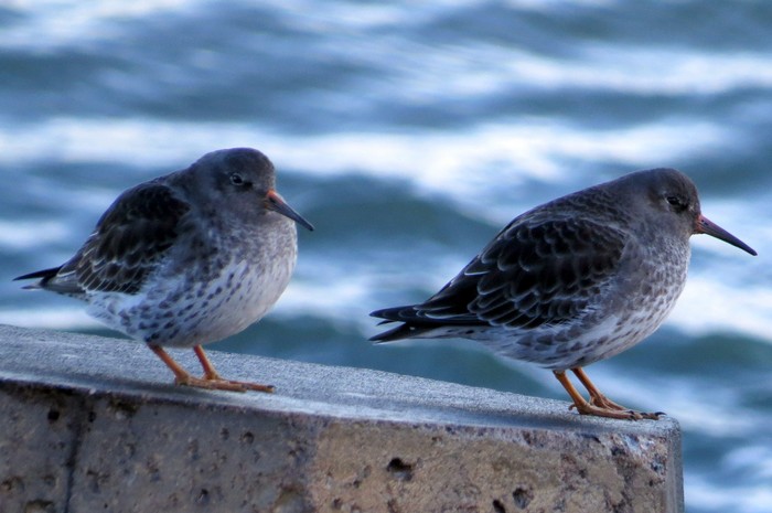Purple Sandpiper