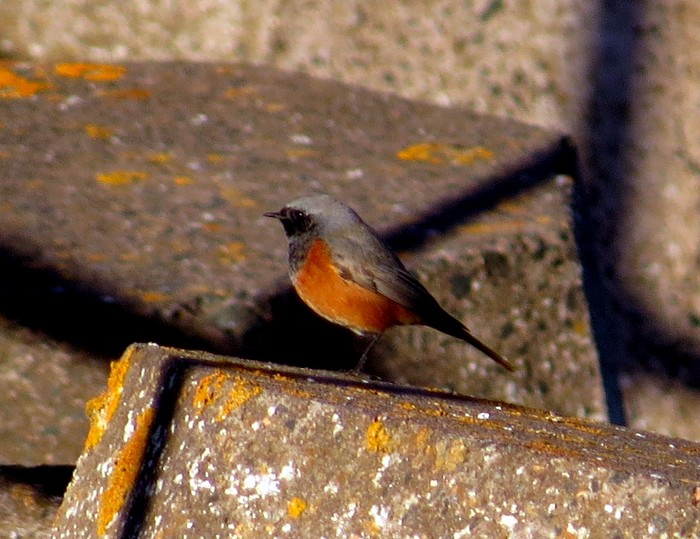 Eastern Black Redstart