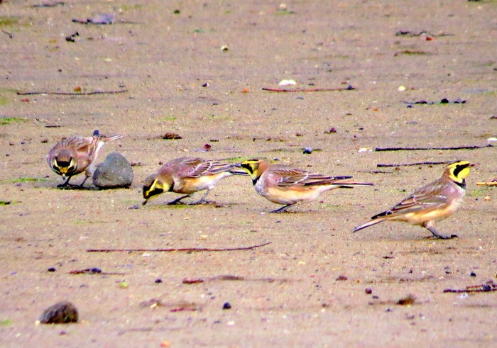 Shorelark