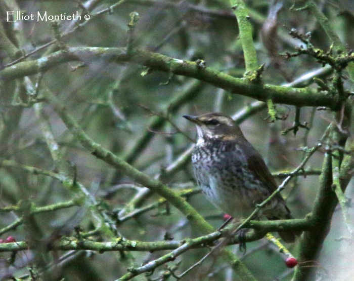 Dusky Thrush