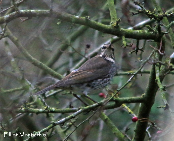 Dusky Thrush