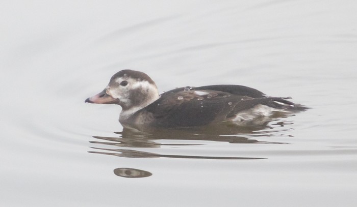 Long-tailed Duck