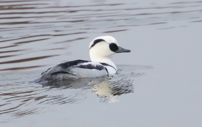 Smew
