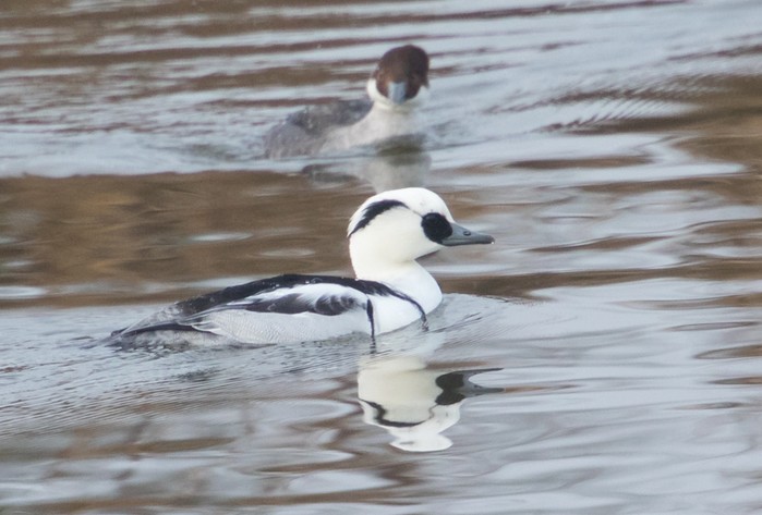 Smew