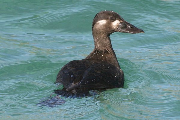 Surf Scoter
