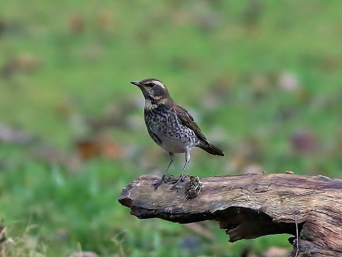 Dusky Thrush