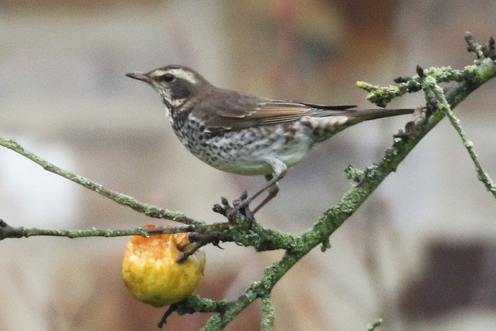 Dusky Thrush