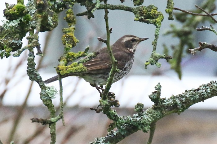 Dusky Thrush