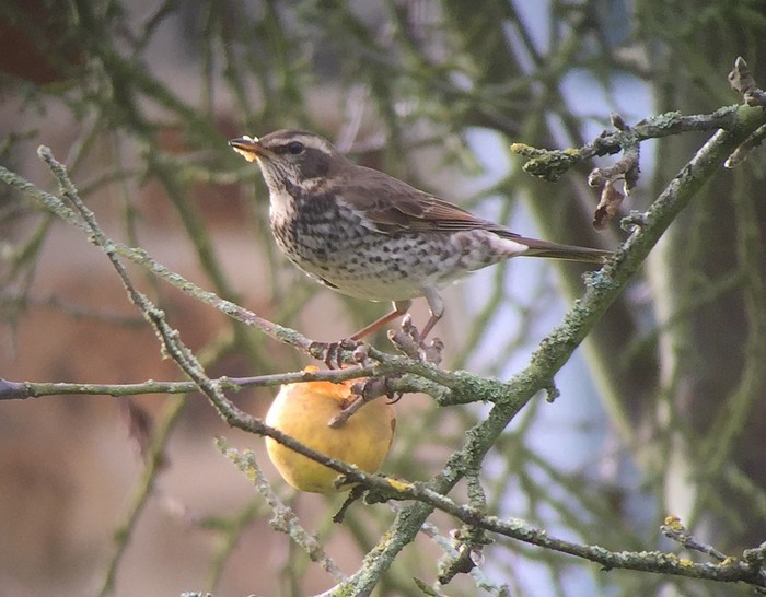 Dusky Thrush