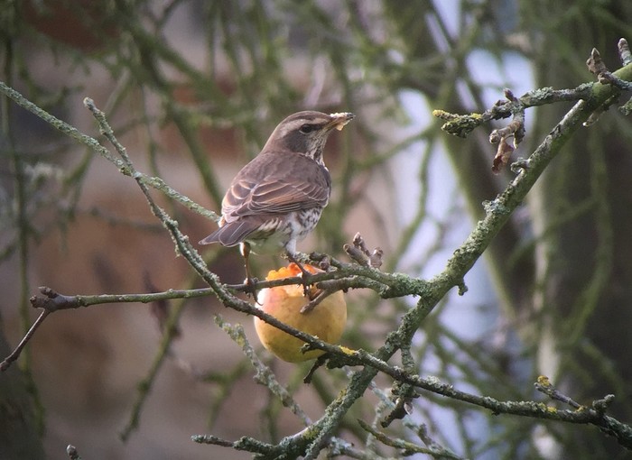 Dusky Thrush