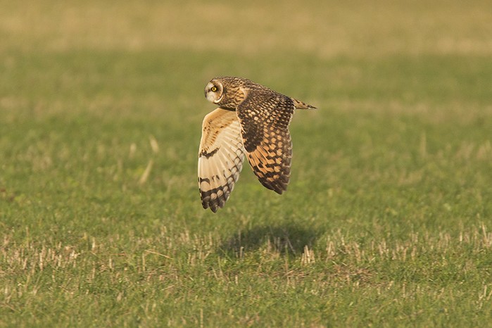 Short-eared Owl