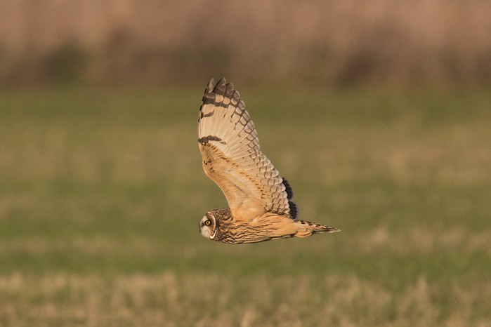 Short-eared Owl