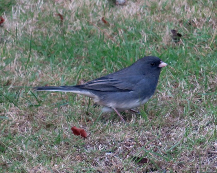 Slate-coloured Junco