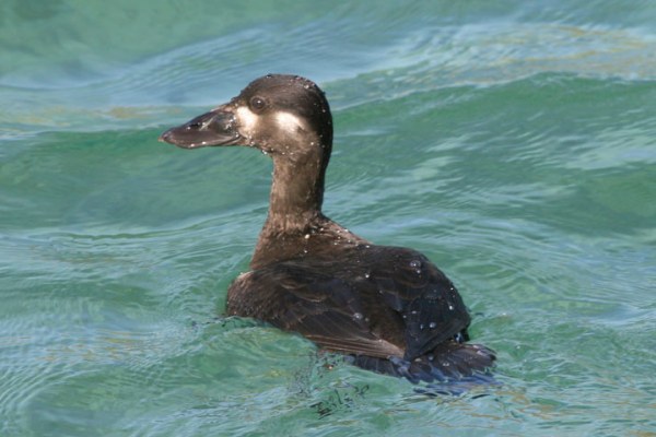 Surf Scoter