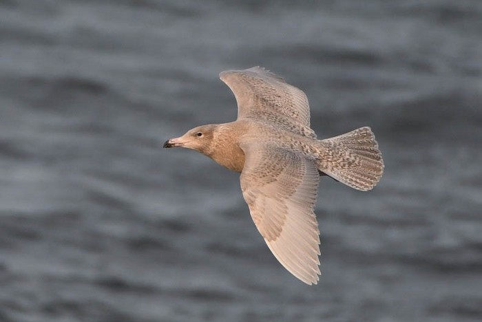 Glaucous Gull