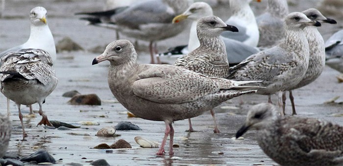Glaucous Gull