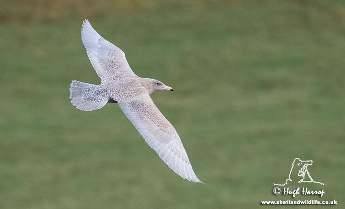 Glaucous Gull