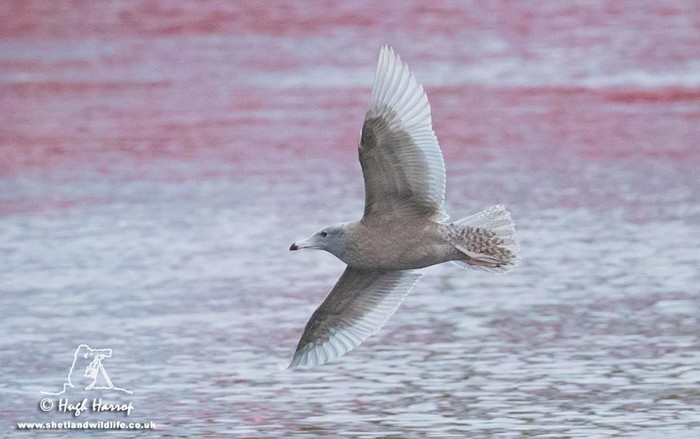 Glaucous Gull