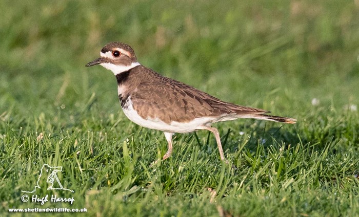 Killdeer
