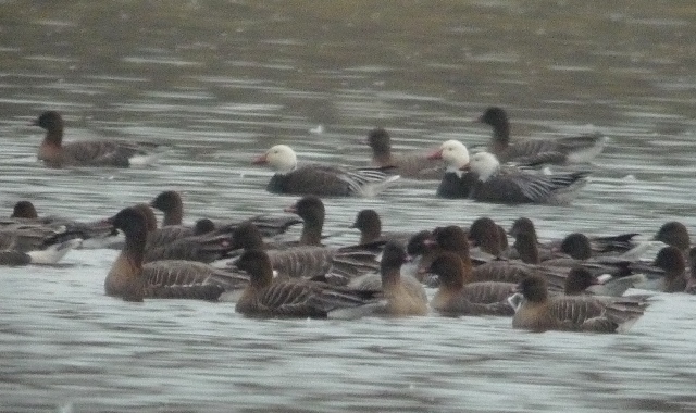 Lesser Snow Goose