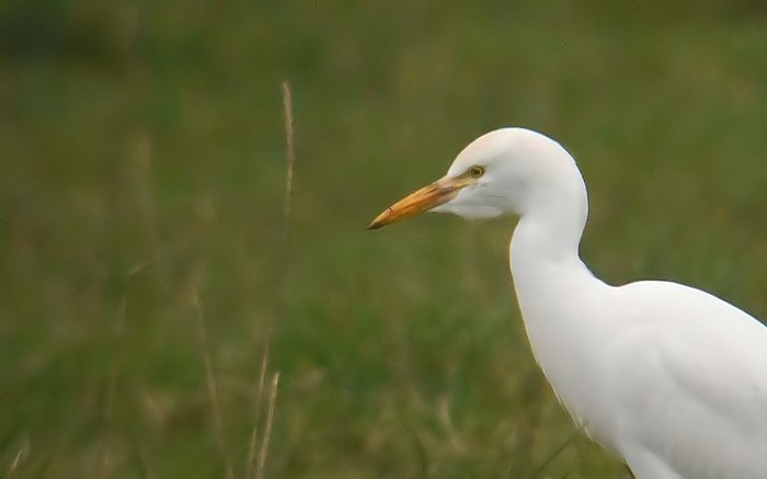 Cattle Egret