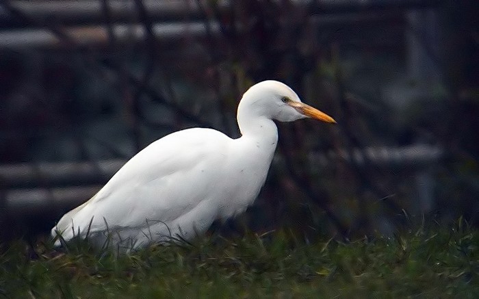 Cattle Egret
