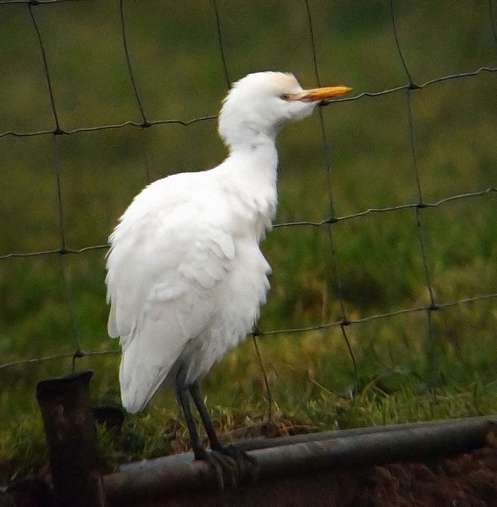 Cattle Egret