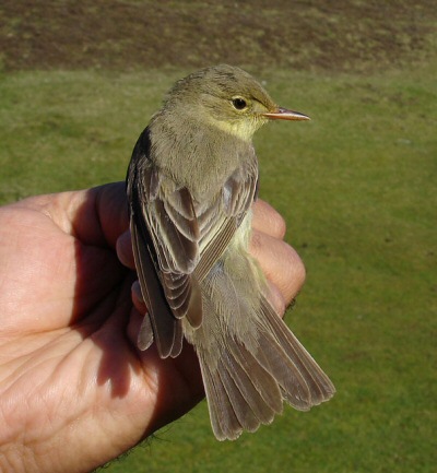 Icterine Warbler