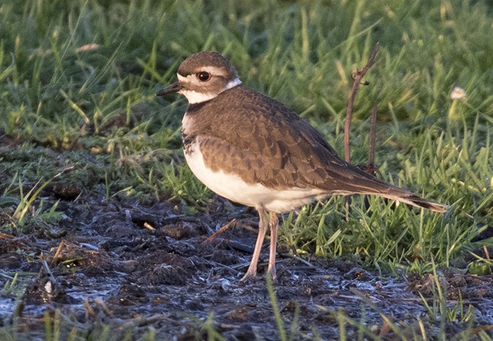 Killdeer