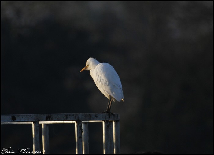 Cattle Egret