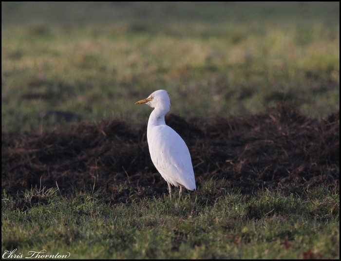 Cattle Egret