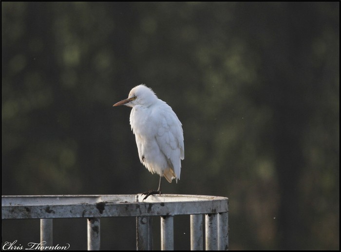 Cattle Egret