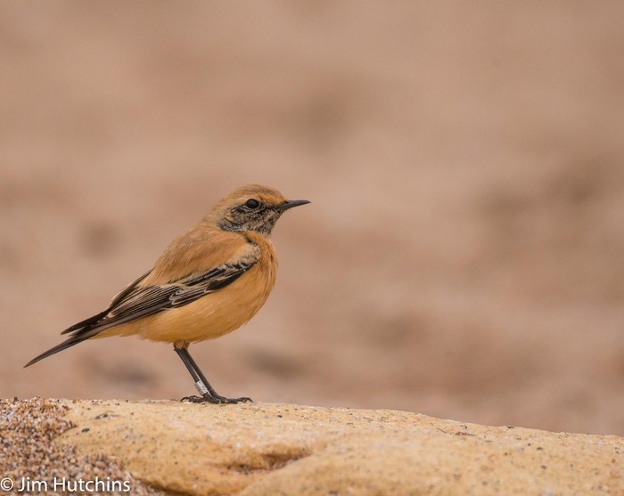 Desert Wheatear