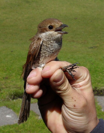 Red-backed Shrike