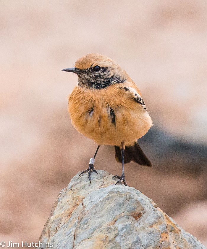 Desert Wheatear
