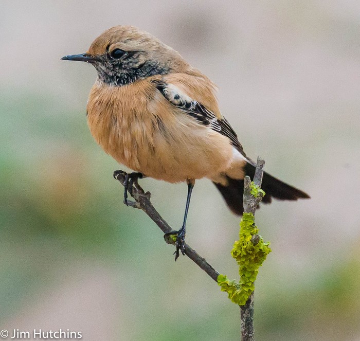 Desert Wheatear