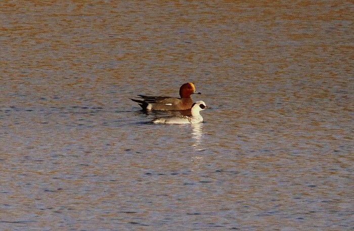 Smew