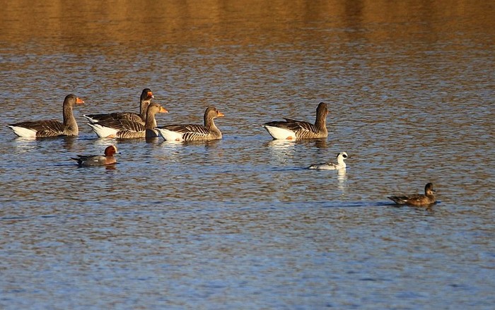 Smew