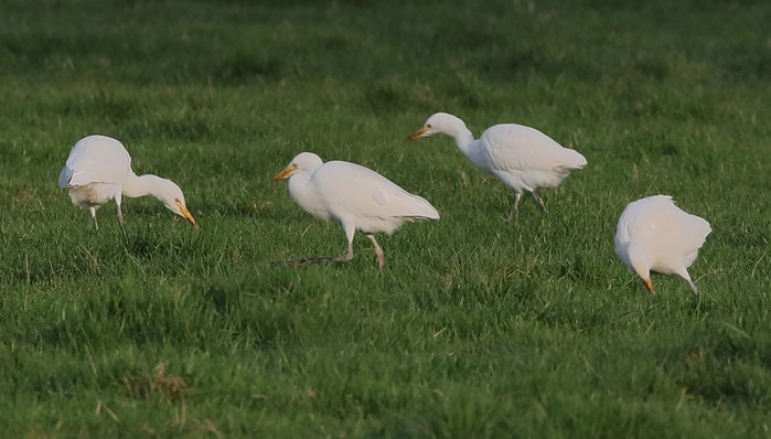 Cattle Egret